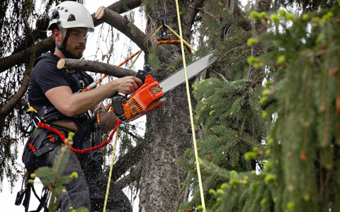 ENTREPRISE D'ABATTAGE D'ARBRE