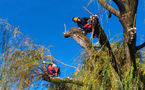 ABATTAGE D’ARBRE POUR TOUT 34