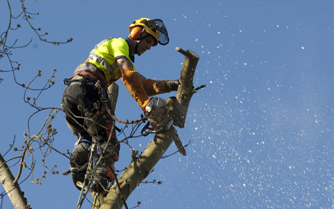 SOLUTION POUR VOS PROBLÈMES D’ARBRE