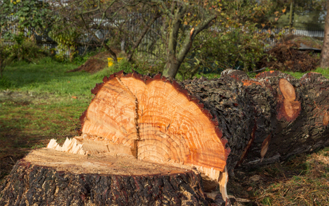 DEVIS ABATTAGE D’ARBRE 34