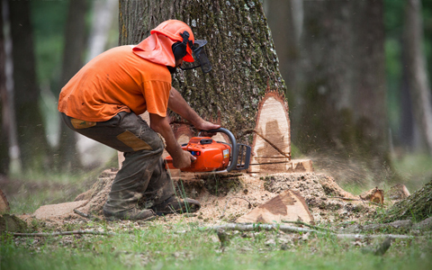 ABATTRE DES ARBRES