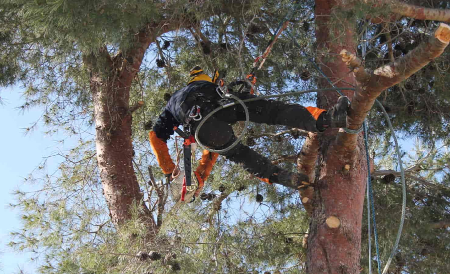 TRAVAUX D’ARBRE ET DE JARDIN À MARSEILLAN 34